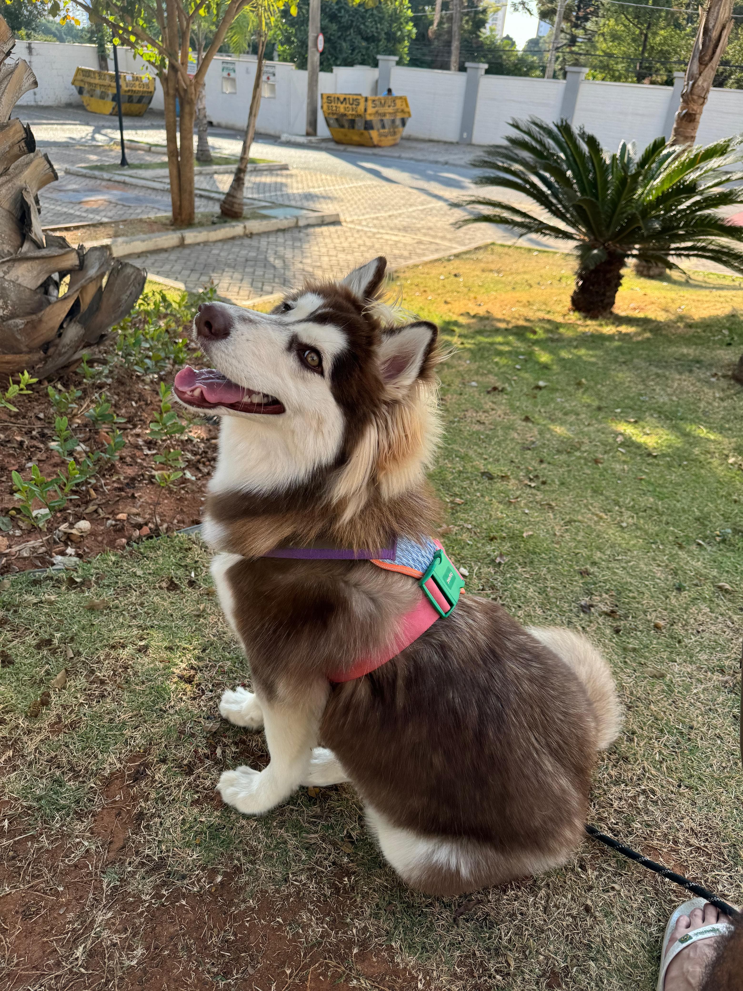 Athena - A husky que inspira a Simca Tech